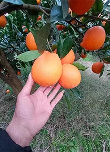 橙子种植